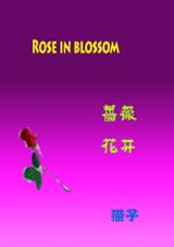 蔷薇花开