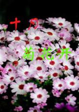 十月掬花开