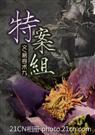 特殊案件调查组