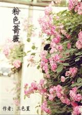 粉色蔷薇