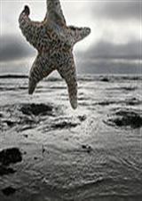 星形棒糖